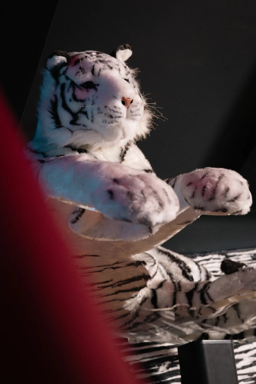 Der weisse Plüschtiger, der über der Zebrawand liegt